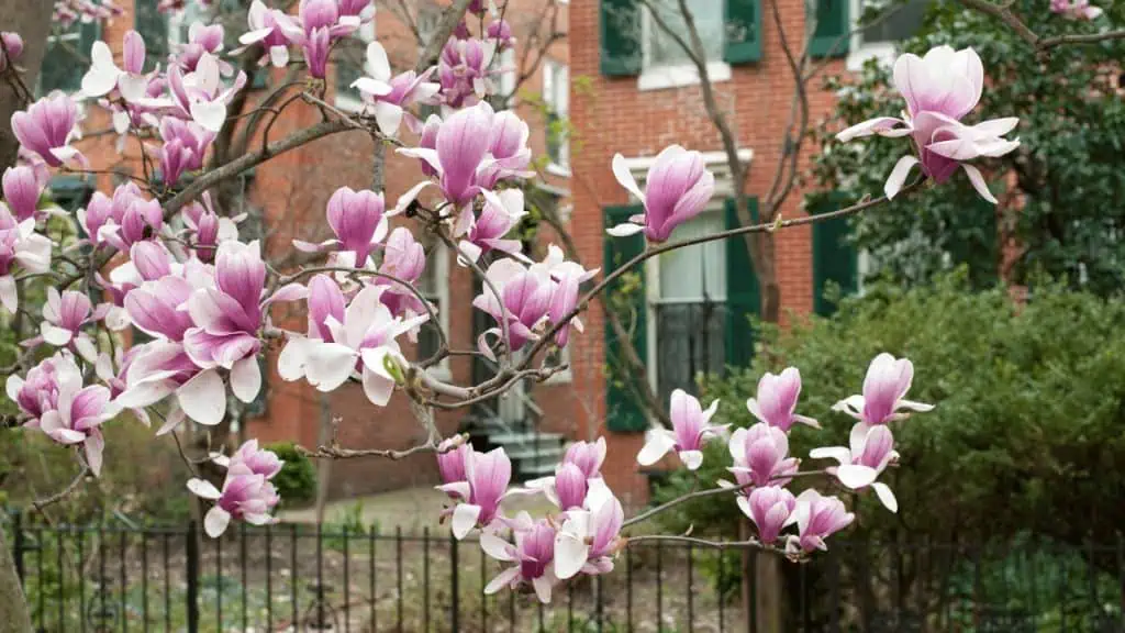 Magnolia: Elegancia Natural en los Hogares - Risco Arquitectos