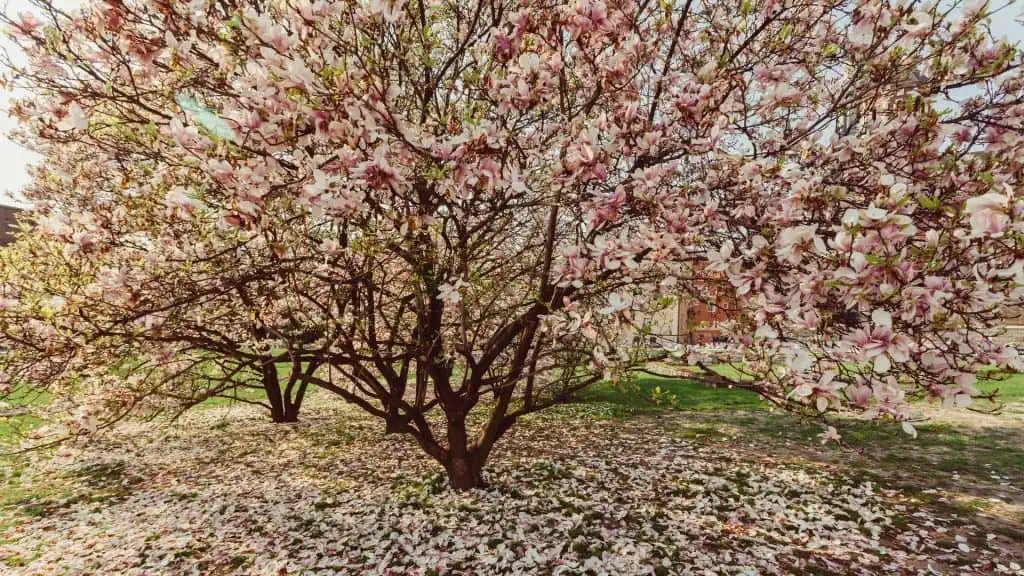Magnolio - Jardín árbol