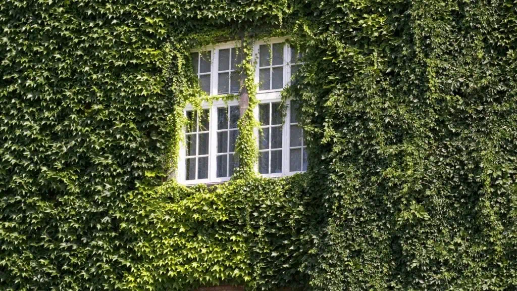 Fachadas Verdes en las Tendencias Modernas en Arquitectura Sostenible