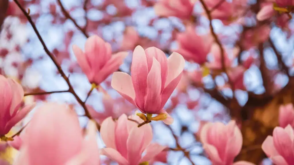 Magnolias